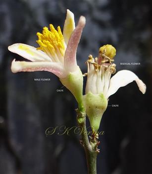  Flowers (left  male and right bisexual)